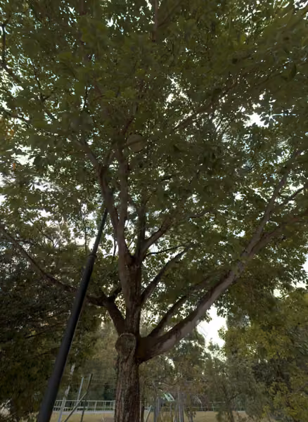 tree photo