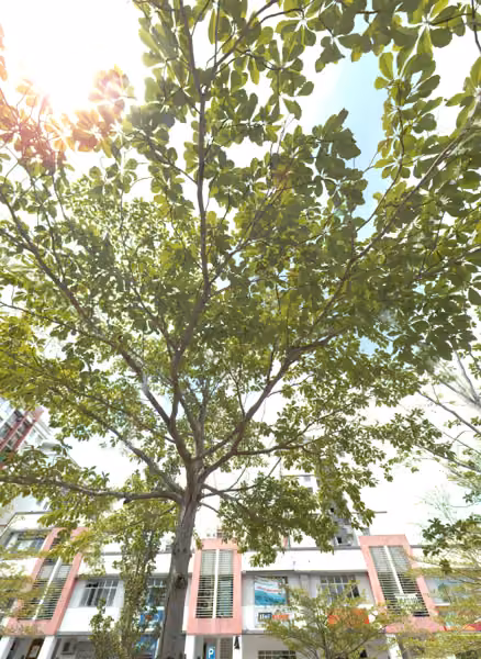 tree photo