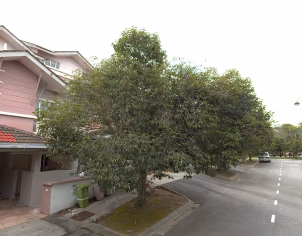 tree photo