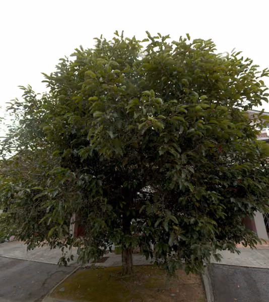 tree photo