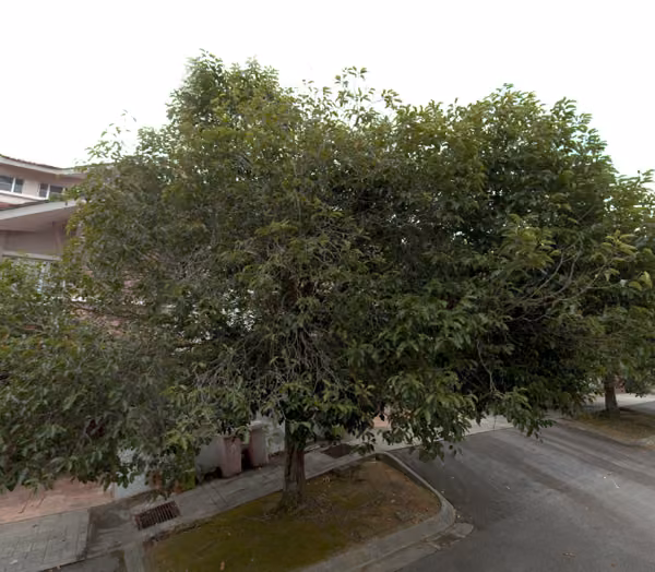 tree photo