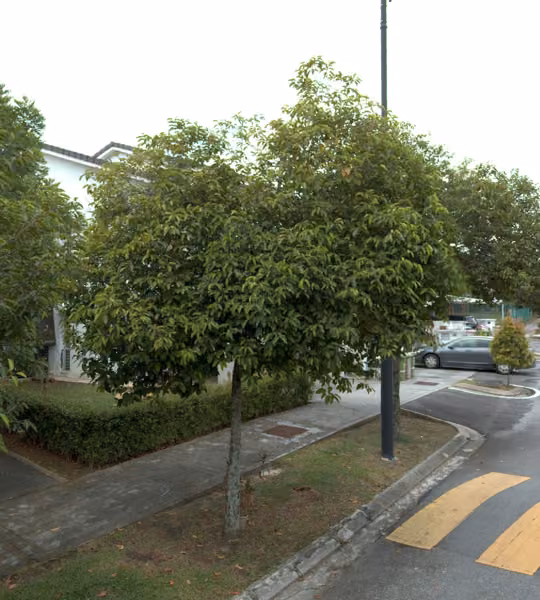 tree photo