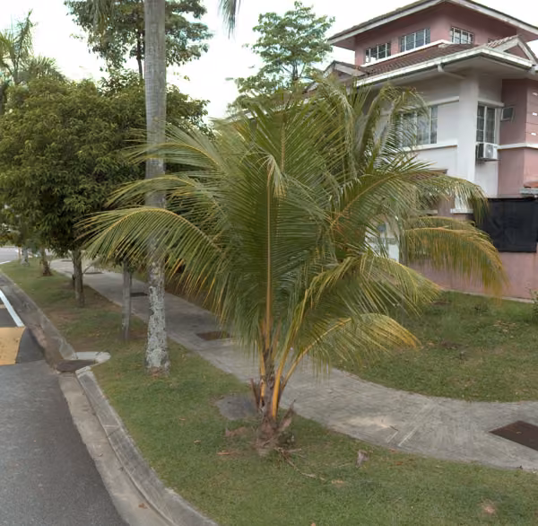 tree photo
