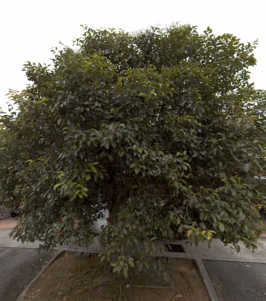 tree photo