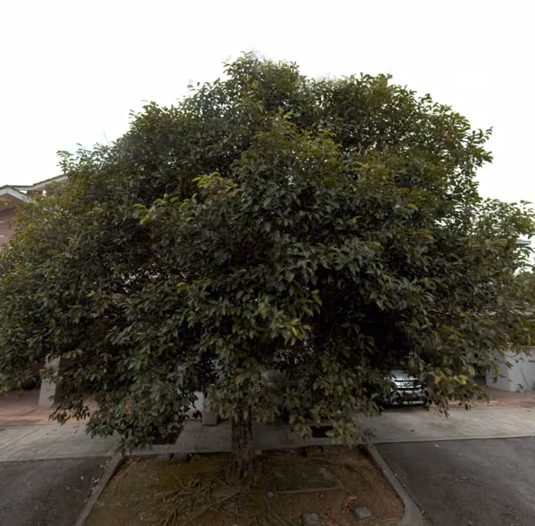 tree photo