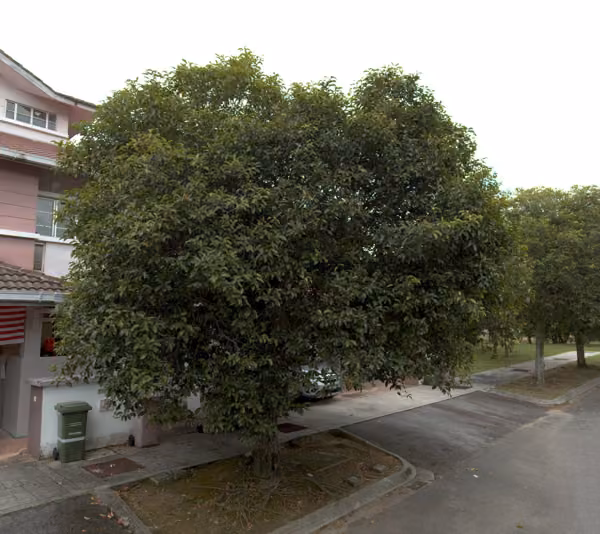 tree photo