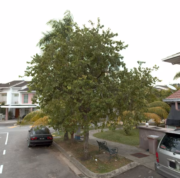 tree photo