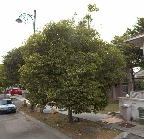 tree photo
