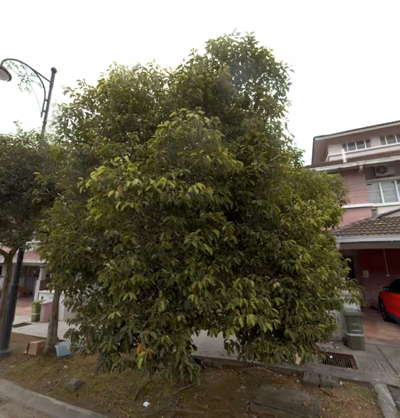 tree photo