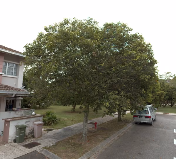 tree photo