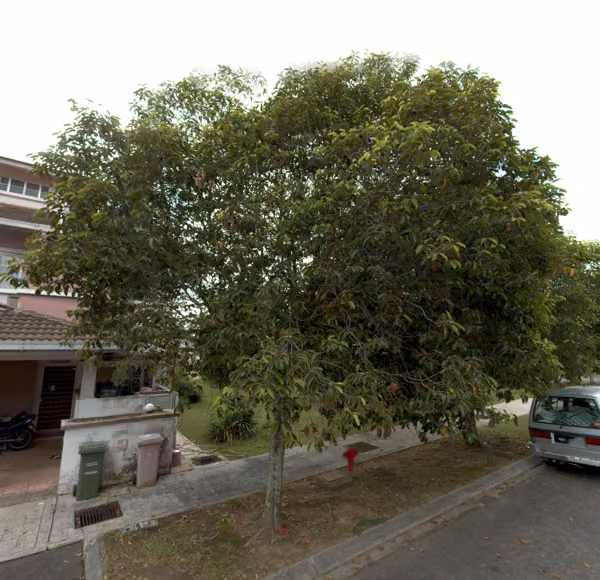 tree photo