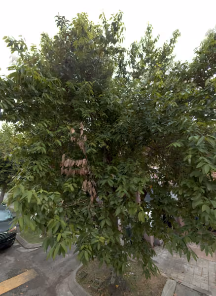 tree photo