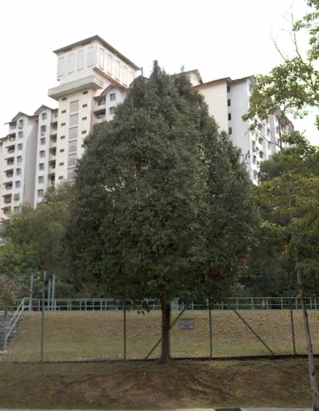 tree photo