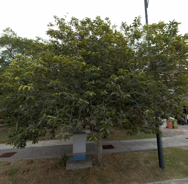 tree photo
