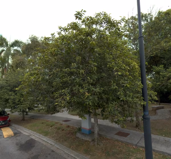 tree photo