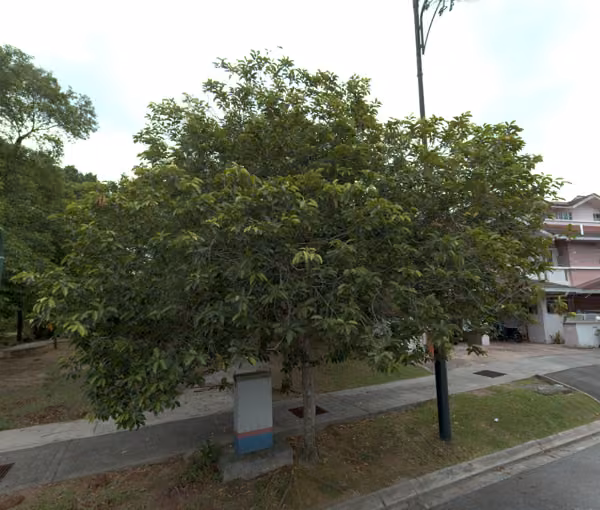 tree photo