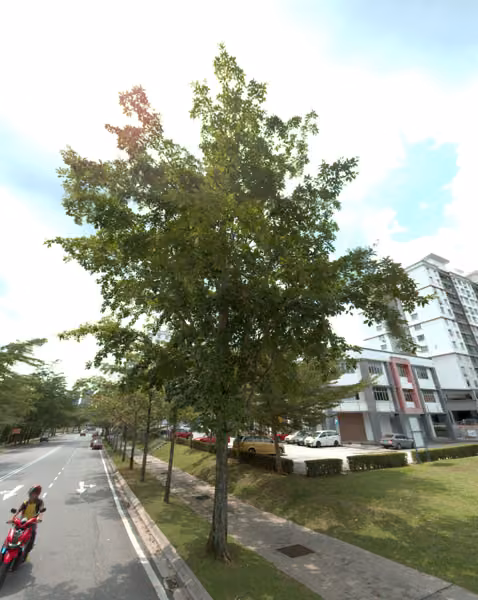 tree photo