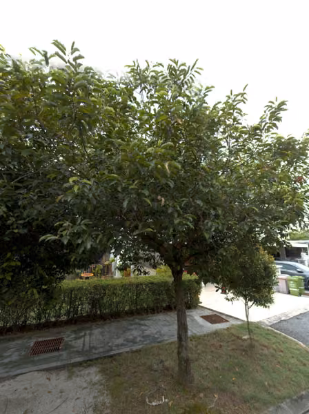 tree photo