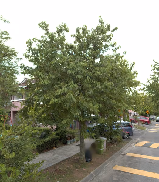 tree photo