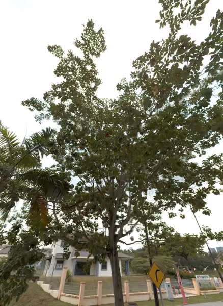 tree photo