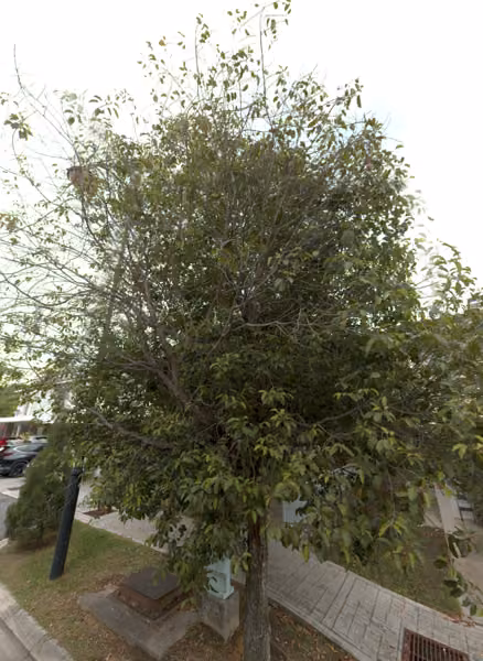 tree photo