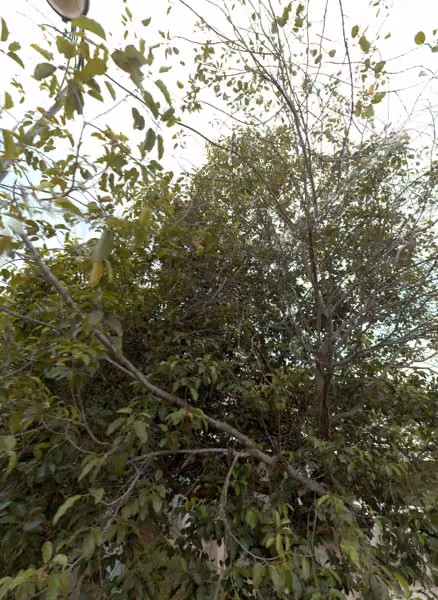 tree photo