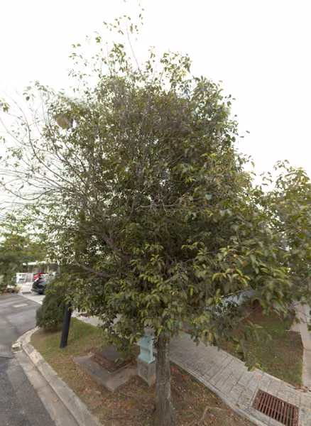 tree photo