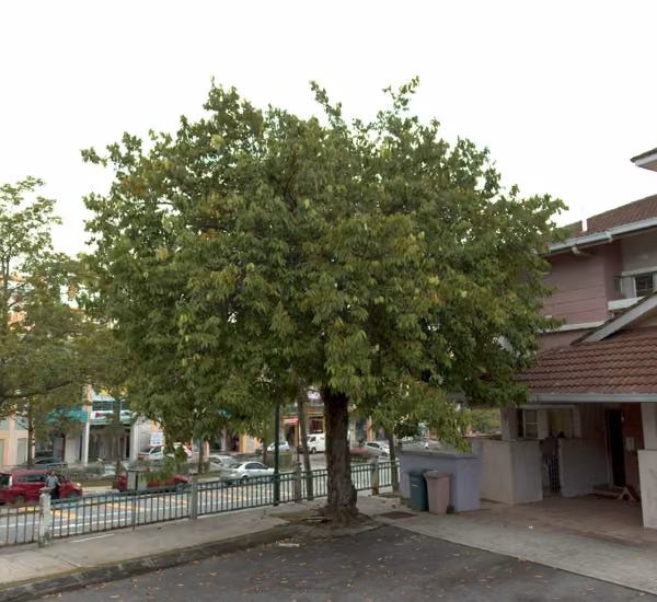 tree photo