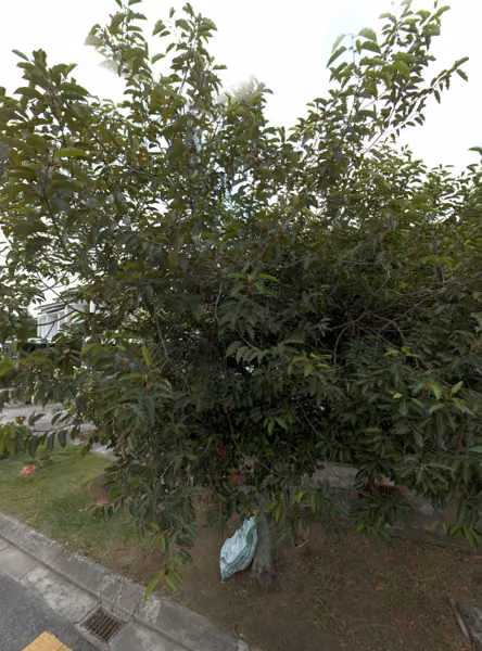 tree photo