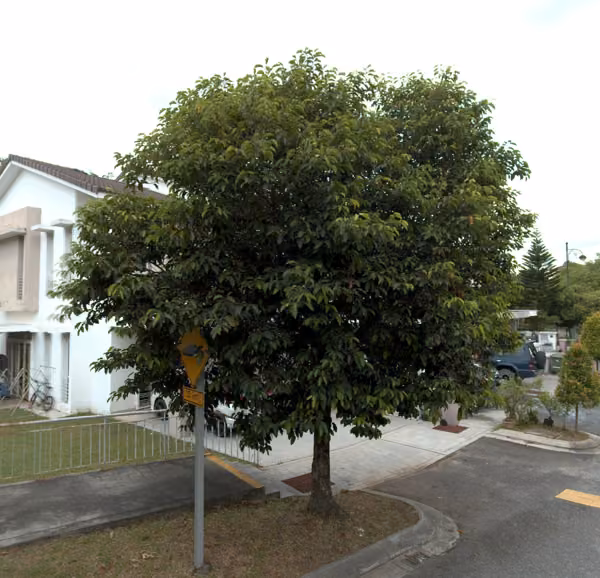 tree photo