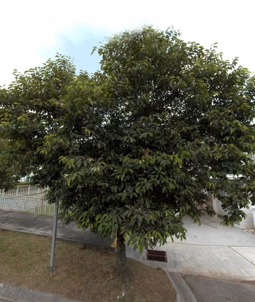 tree photo