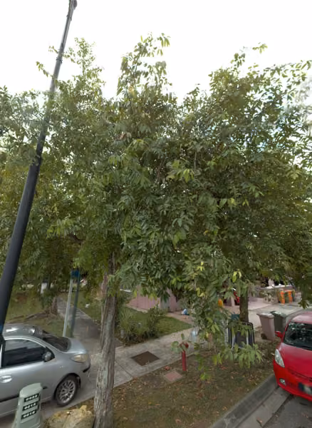 tree photo