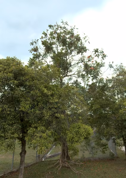 tree photo