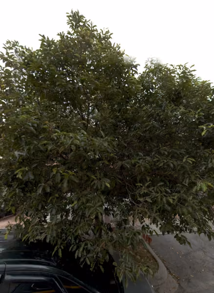 tree photo