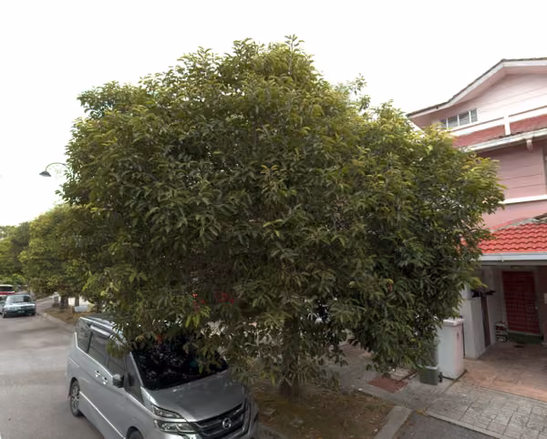 tree photo