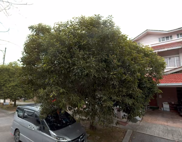 tree photo