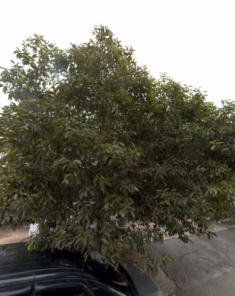 tree photo