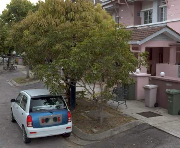 tree photo