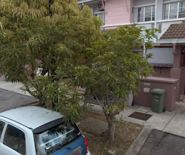 tree photo