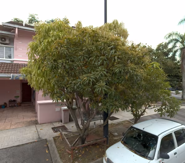 tree photo
