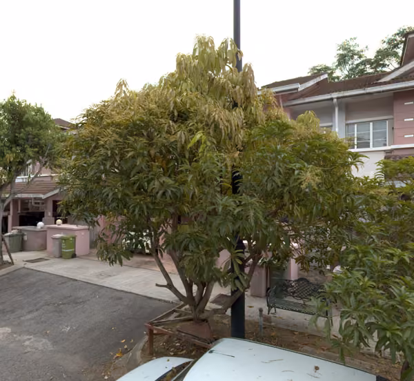 tree photo