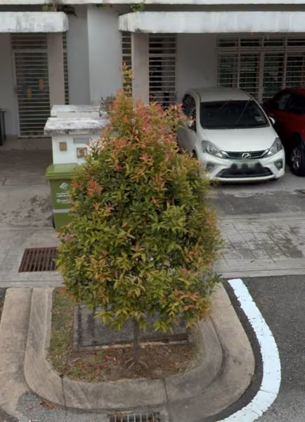 tree photo