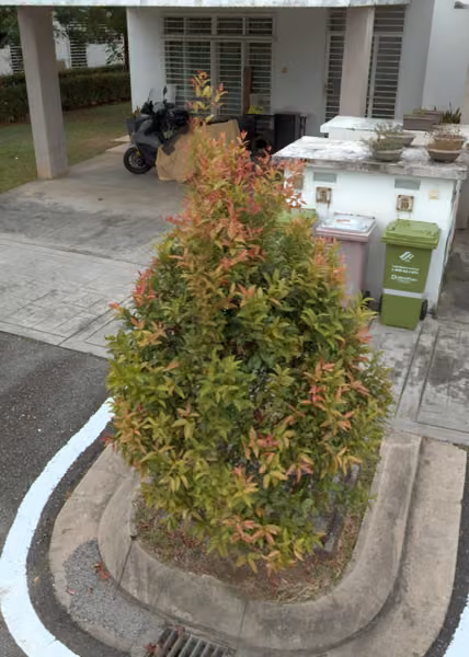 tree photo