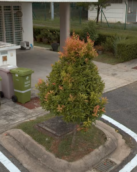 tree photo
