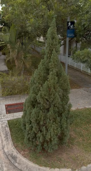 tree photo