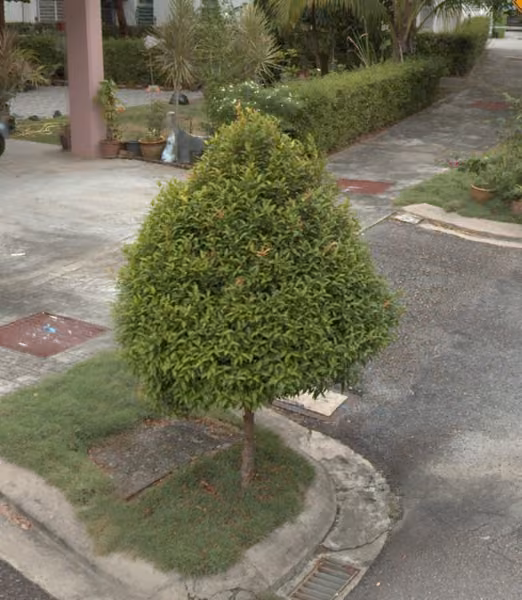 tree photo