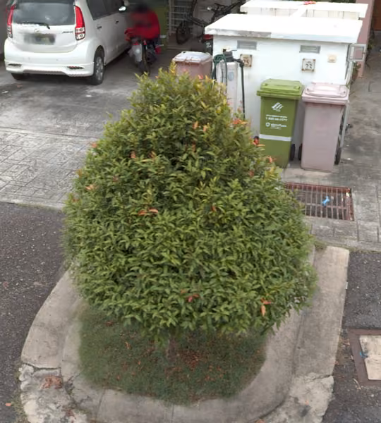 tree photo
