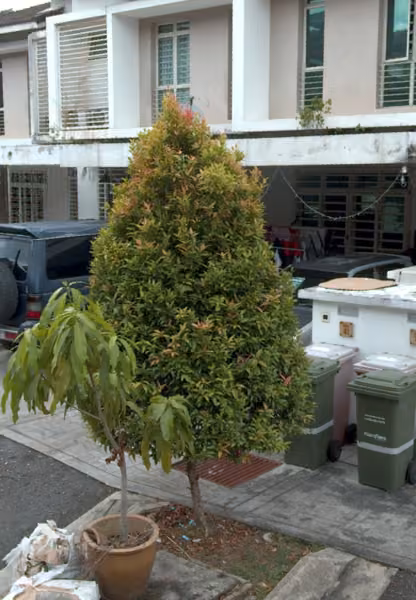 tree photo
