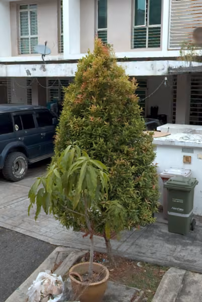 tree photo
