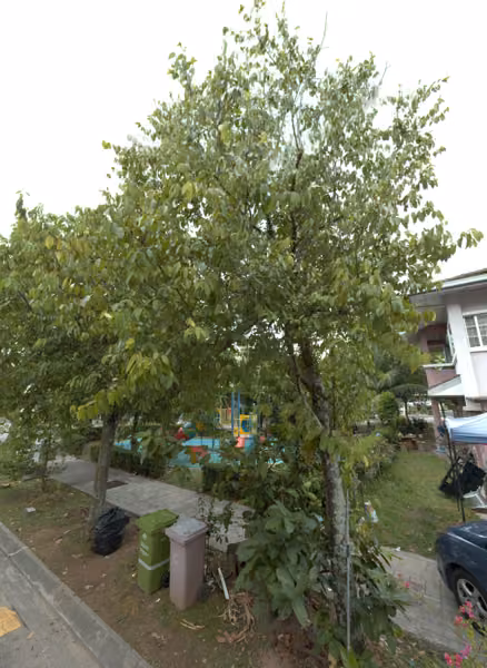 tree photo